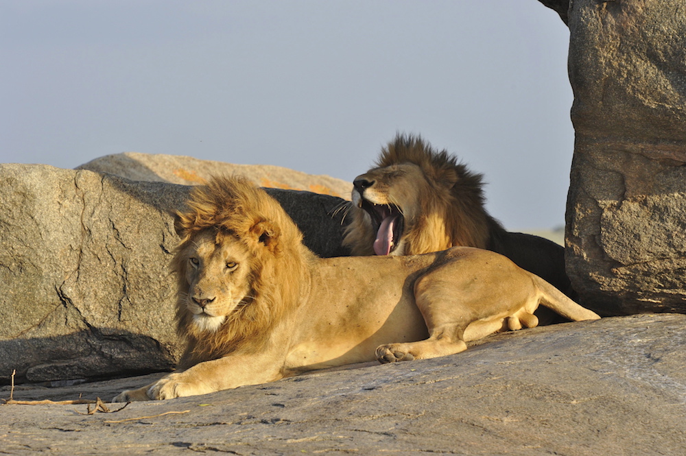 serengeti_park_safari